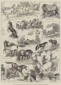 What can be done with Wild Horses, Sketches at the Royal Aquarium, Westminster (engraving) What can be done with Wild Horses, Sketches at the Royal Aquarium, Westminster (engraving)