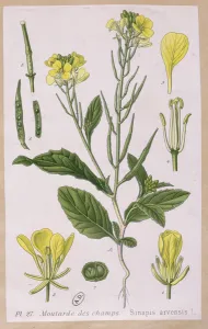 Wild Mustard (Sinapis Arvensis) (coloured engraving) Wild Mustard (Sinapis Arvensis) (coloured engraving)