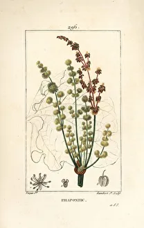 Wild rhubarb - Rhapontic or false rhubarb, Rheum rhapontium, with flower, stalk Wild rhubarb - Rhapontic or false rhubarb, Rheum rhapontium, with flower, stalk