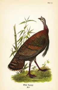 Color Lithograph Gallery: Wild turkey, Meleagris gallopavo, male