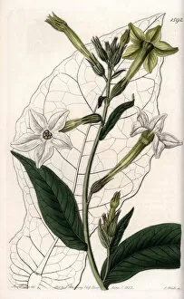 Wing tobacco or ornamental tobacco - Plate engraved by S.Watts, from an illustration by Sarah Anne Drake (1803-1857)