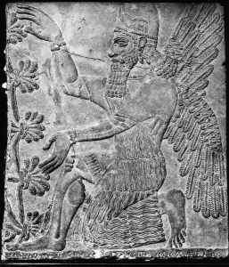 Winged Genie Worshipping the Sacred Tree, from the Palace at Nimrud (stone) (b/w photo) Winged Genie Worshipping the Sacred Tree, from the Palace at Nimrud (stone) (b/w photo)