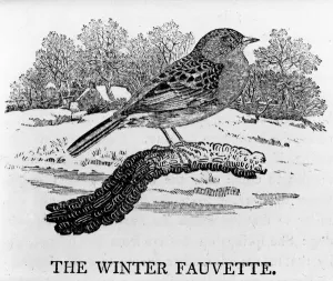 The Winter Fauvette, illustration from The History of British Birds by Thomas Bewick The Winter Fauvette, illustration from The History of British Birds by Thomas Bewick