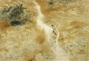 A Winter-Hare in a Landscape, 1909 (oil on canvas) A Winter-Hare in a Landscape, 1909 (oil on canvas)