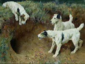 Joseph Stella Gallery: Wire-haired fox terriers by a badger set