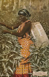 Woman picking tea (colour photo)