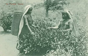 Two women picking tea, Ceylon (b / w photo)