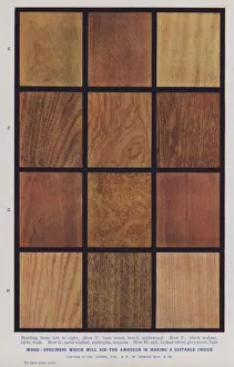 Wood, specimens which will aid the amateur in making a suitable choice (colour photo) Wood, specimens which will aid the amateur in making a suitable choice (colour photo)