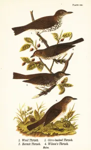 Color Lithograph Gallery: Wood thrush, Hylocichia mustelina 1, Swainsons thrush, Catharus ustulatus 2