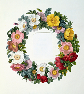 Wreath of Roses, Frontispiece for Les Roses, 1817 Wreath of Roses, Frontispiece for Les Roses, 1817