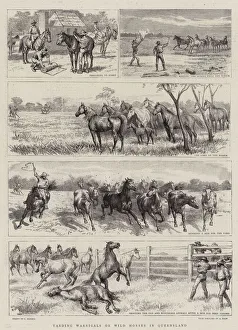 Godefroy Durand Gallery: Yarding Warrigals or Wild Horses in Queensland (litho)