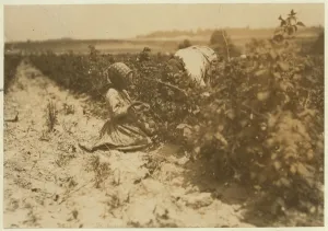 A six year old Polish girl picking berries all day with her family (Scholtz) at Rock A six year old Polish girl picking berries all day with her family (Scholtz) at Rock
