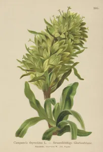 Yellow Bellflower (Campanula thyrsoidea, Campanula thyrsoides Yellow Bellflower (Campanula thyrsoidea, Campanula thyrsoides