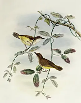 Yellow-bellied Gerygone (Gerygone chrysogaster), lithograph from Birds of Asia, 1863-1873 Yellow-bellied Gerygone (Gerygone chrysogaster), lithograph from Birds of Asia, 1863-1873