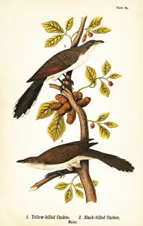 Color Lithograph Gallery: Yellow-billed cuckoo, Coccyzus americanus 1, and black-billed cuckoo, Coccyzus erythropthalmus 2