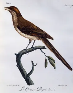 Yellow-billed Shrike (Corvinella corvina), engraving from Histoire Naturelle des Oiseaux Yellow-billed Shrike (Corvinella corvina), engraving from Histoire Naturelle des Oiseaux