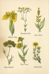 Yellow Flag, Purging Flax, Dyers Weed, Hogs Fennel, Flea Bane, Camomile (colour litho) Yellow Flag, Purging Flax, Dyers Weed, Hogs Fennel, Flea Bane, Camomile (colour litho)