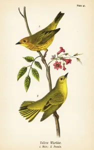 Color Lithograph Gallery: Yellow warbler, Setophaga petechia, male 1, female 2