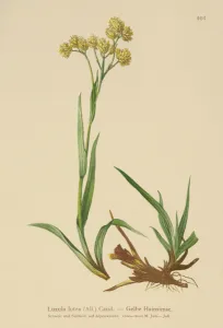 Yellow Wood-Rush (Luzula lutea) (colour litho) Yellow Wood-Rush (Luzula lutea) (colour litho)