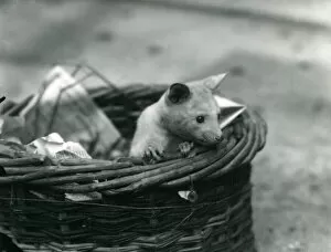 A young albino Opossum peering out of a basket at London Zoo, October 1920 (b/w photo)
