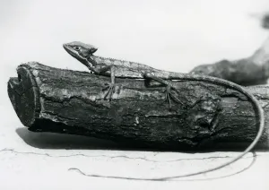 A young Basilisk Lizard resting on a log at London Zoo in August 1928 (b/w photo) A young Basilisk Lizard resting on a log at London Zoo in August 1928 (b/w photo)