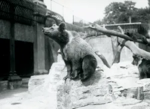 A young Brown Bear sitting on a rock in the foreground with another walking behind A young Brown Bear sitting on a rock in the foreground with another walking behind