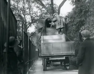 A young giraffe arriving at London Zoo, May 1923 (b/w photo) A young giraffe arriving at London Zoo, May 1923 (b/w photo)