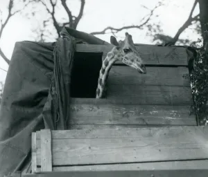 A young giraffe arriving at London Zoo, May 1923 (b/w photo) A young giraffe arriving at London Zoo, May 1923 (b/w photo)