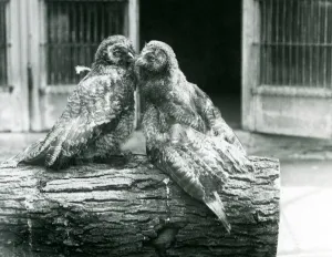 Two young Great Grey Owls, also known as the Lapland or Lapp Owl Two young Great Grey Owls, also known as the Lapland or Lapp Owl