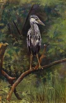 Thomas (after) Allom Gallery: A young heron (photo)