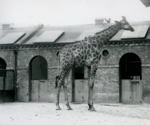 A young male Giraffe standing in his paddock in front of the Giraffe House, London Zoo A young male Giraffe standing in his paddock in front of the Giraffe House, London Zoo