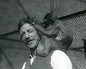 A young Monkey grooming keeper Flewin's hair, London Zoo 1928 (b/w photo) A young Monkey grooming keeper Flewin's hair, London Zoo 1928 (b/w photo)