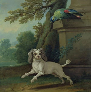 Playful Gallery: Zaza, the dog, c.1730 (oil on canvas)