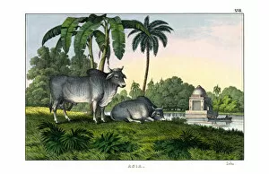 Bos indicus Gallery: Zebu, 1860 (colour litho)