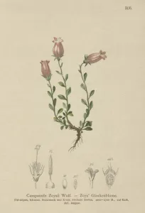 Zois Bellflower (Campanula Zoysii) (colour litho) Zois Bellflower (Campanula Zoysii) (colour litho)