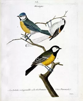 Caudatus Gallery: Zoological board (ornithology): Mesanges. 1: the belotte