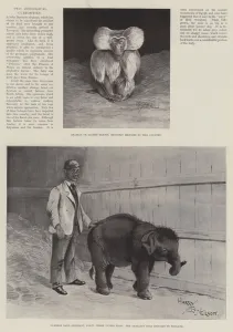 Two Zoological Curiosities (litho) Two Zoological Curiosities (litho)