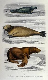 Zoology chart depicting a seal, a walrus and a sea lion. 19th century Zoology chart depicting a seal, a walrus and a sea lion. 19th century
