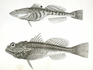 1. Aspicottus bison, Buffalo Sculpin; 2. Leptocottus armatus, Slender Sculpin., Suckley 1. Aspicottus bison, Buffalo Sculpin; 2. Leptocottus armatus, Slender Sculpin., Suckley