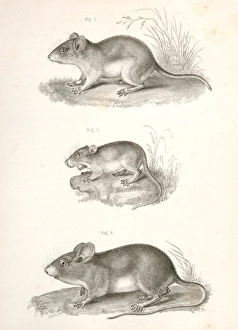 1. Hesperomys texanus, Texas Mouse; 2. Perognathus flavus, Yellow Pouched Mouse 1. Hesperomys texanus, Texas Mouse; 2. Perognathus flavus, Yellow Pouched Mouse