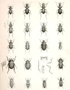 1. Omus Dejeanii; 2. Omus Audouinii; 3. Omus californicus; 4 1. Omus Dejeanii; 2. Omus Audouinii; 3. Omus californicus; 4