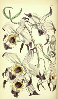 Floral Collection: 19th century botanical colour print. Botanical illustration
