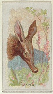 Aardvark Wild Animals World series N25 Allen & Ginter Cigarettes Aardvark Wild Animals World series N25 Allen & Ginter Cigarettes