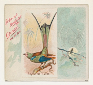 Abyssinian Roller Song Birds World series N42 Abyssinian Roller Song Birds World series N42
