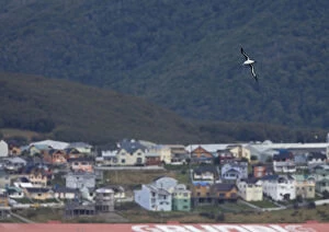 Images Dated 11th March 2006: Adult Black-browed Albatross flying in harbour Ushuaia Argentina, Thalassarche melanophris