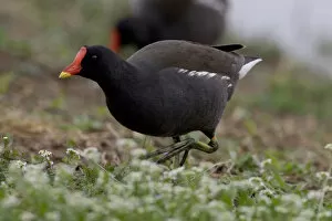Images Dated 29th March 2005: Adult Common Moorhen, Gallinula chloropus, Italy