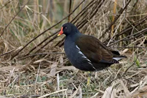 Images Dated 29th January 2005: Adult Common Moorhen, Gallinula chloropus, Italy