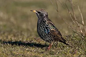 Images Dated 1st March 2005: Adult Common Starling perched, Sturnus vulgaris, Italy