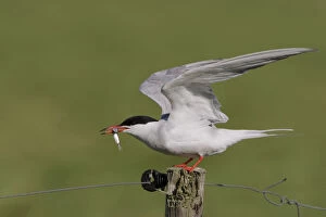 Images Dated 20th May 2008: Adult Common Tern with small fish, Sterna hirundo, Netherlands