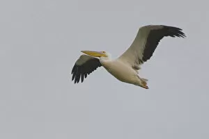 Images Dated 11th April 2006: Adult Great White Pelican in flight, Pelecanus onocrotalus, Italy